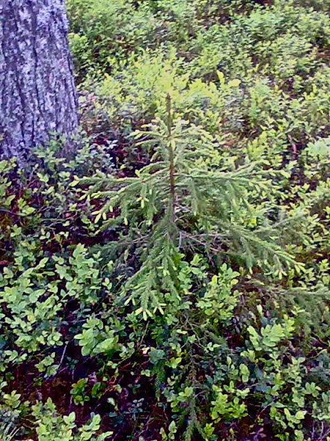 young spruce tree, forest, north karelia