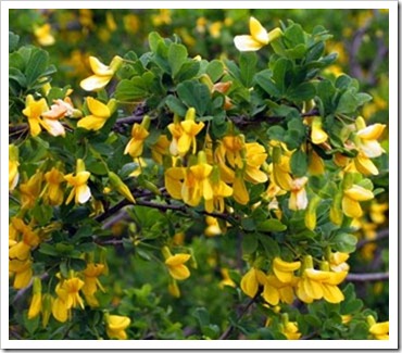 Caragana