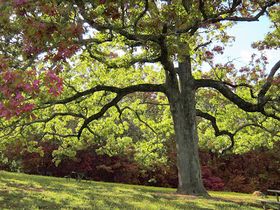 Tree art, Jill Saur