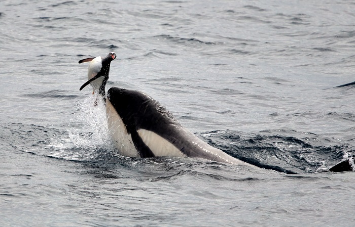 Killer Whales Have Evolved Into Fearless Apex of the Ocean