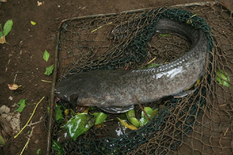  Ciri Khusus Ikan  Lele dan Fungsi Anggota Tubuhnya