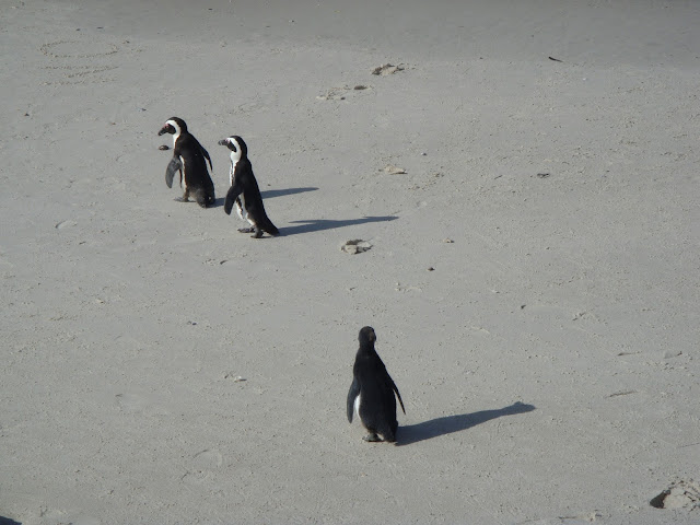 Emperor penguin amazing animals, fairy penguin, Penguins Facts