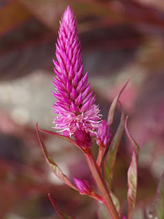 Celosia argentea var. spicata 'Cramer's Amazon' (Horticole)