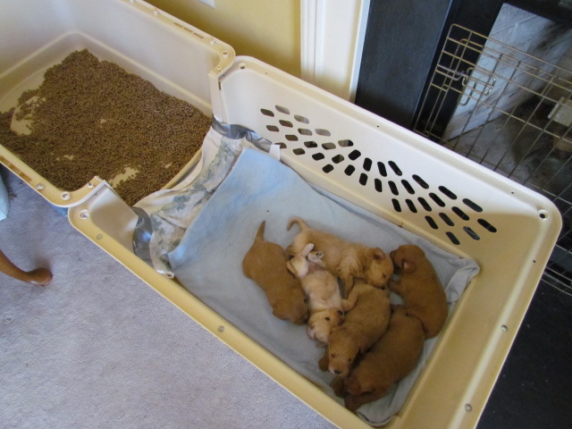 Growing Puppies - Virginia Schnoodle Breeder ...