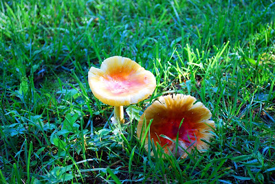 Toadstools 