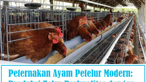 Peternakan Ayam Petelur Modern: Produksi Telur Berkualitas dengan Teknologi Canggih