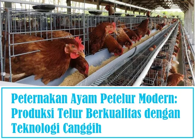 Peternakan Ayam Petelur Modern: Produksi Telur Berkualitas dengan Teknologi Canggih