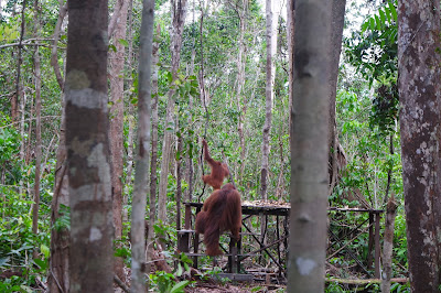 Tanjung Puting