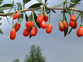 Goji Berry