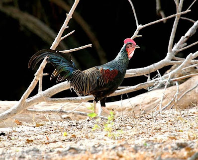 ayam hutan hijau