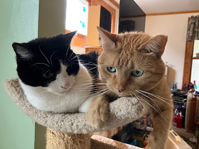 two cats sharing one level of cat tree