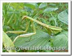 one eye praying mantis 11