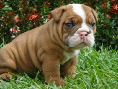 big top quality english bulldog puppies for adoption