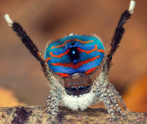 nhen-Maratus-melindae-corus