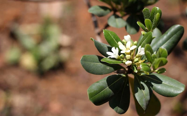 Pittosporum Tobira Flowers Pictures