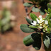 Pittosporum Tobira Flowers Pictures