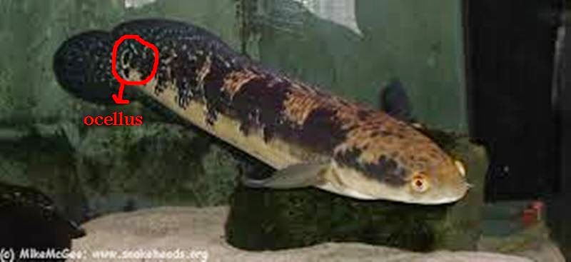 Mahamaya Hiko: Channa melanoptera "Black finned snakehead 