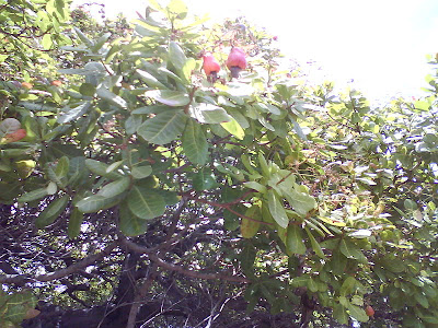 arboles Espavel Anacardium excelsum