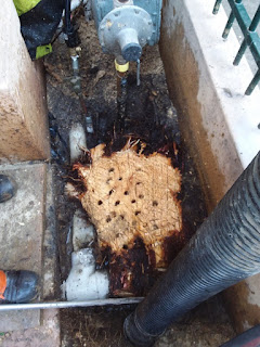 cutting tree roots under sidewalk