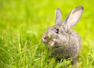Что едят декоративные кролики?