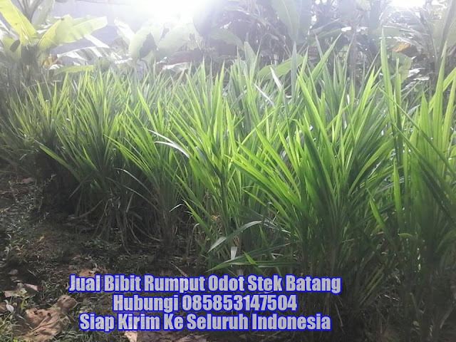 Bibit Rumput Gajah Odot Kirim ke Medan