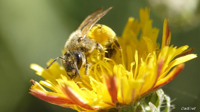 Halicte dans une fleur de picride