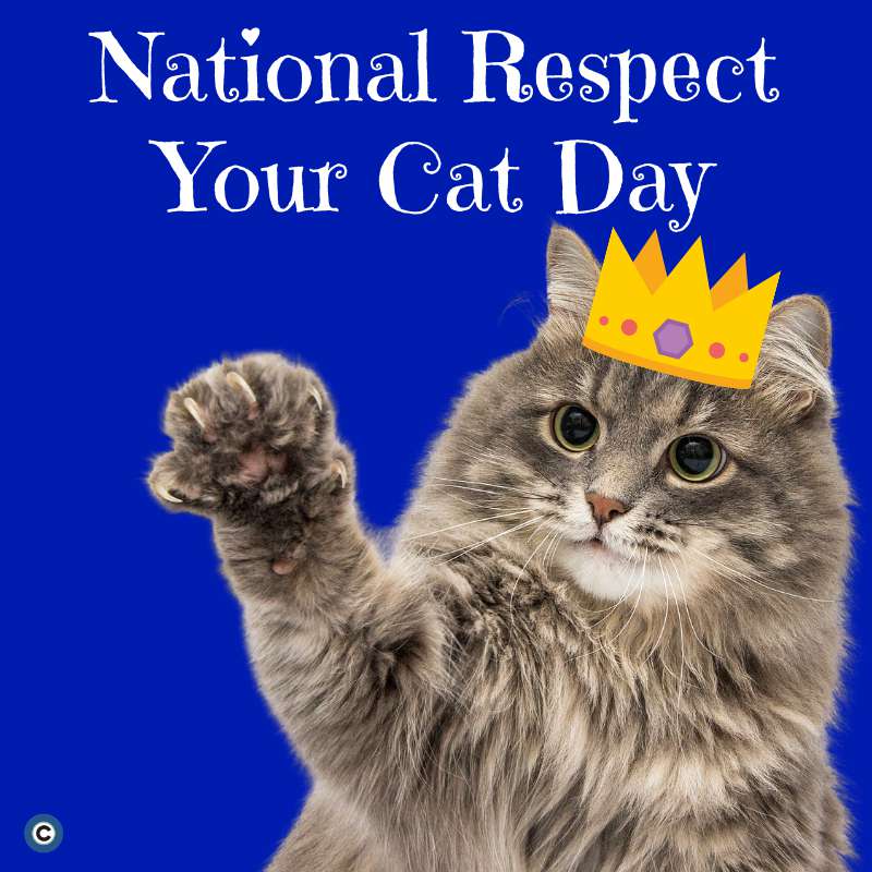 Respect Your Cat Day Wishes Sweet Images