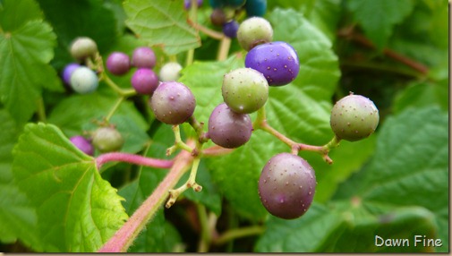 flowers and berries_032