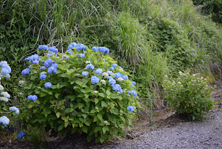 南指原ほたるの里紫陽花