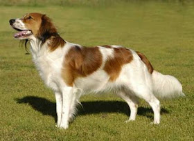Kooiker Dog, Kooikerhondjes