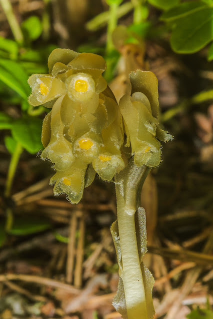 Вертляница обыкновенная / Подъельник обыкновенный (Monotropa hypopitys, =Hypopitys monotropa)