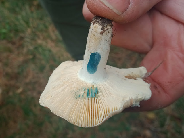 Beechwood Sickener Russula nobilis group, Indre et Loire, France. Photo by Loire Valley Time Travel.