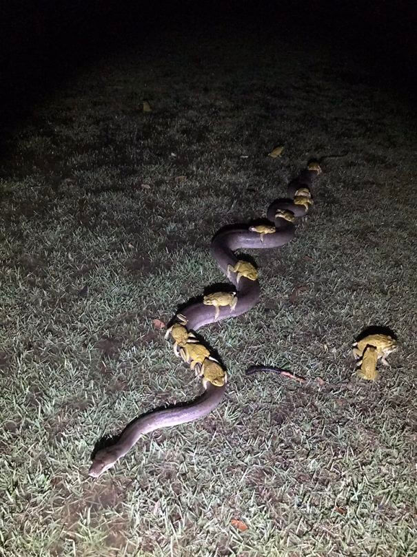 30 Photos That Show Australia Is The Land Of ‘Nope’