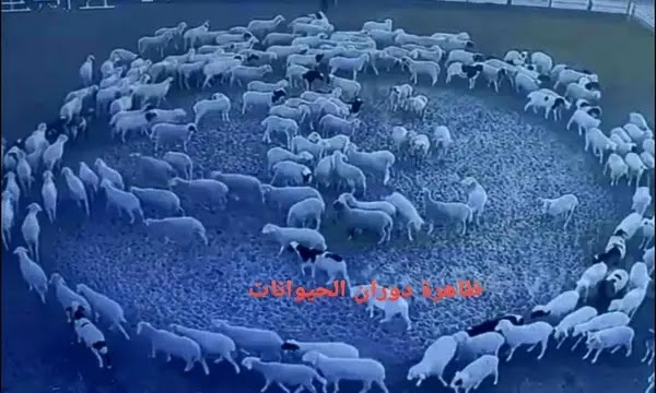 ظاهرة دوران الحيوانات