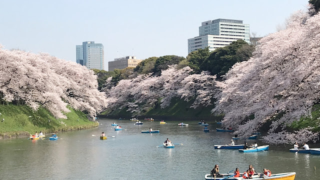 Sakura Tokyo Chidorigafuchi Park