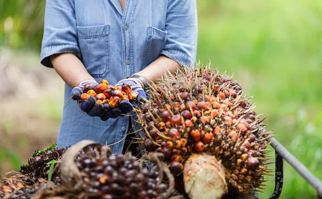 gaji karyawan perkebunan kelapa sawit