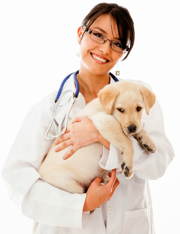 How to Choose a Great Veterinarian For Your Pet