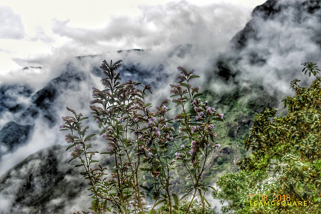 Neelakurinji Blooming 2018