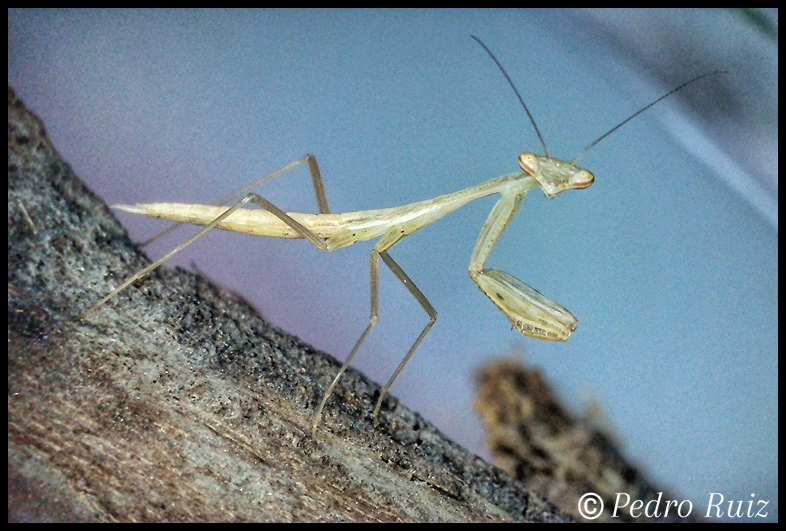 Ninfa macho L4 de Miomantis paykullii