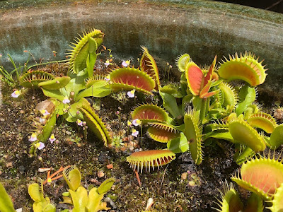 Venus flytrap - Dionaea muscipula carnivorous plant grow and care