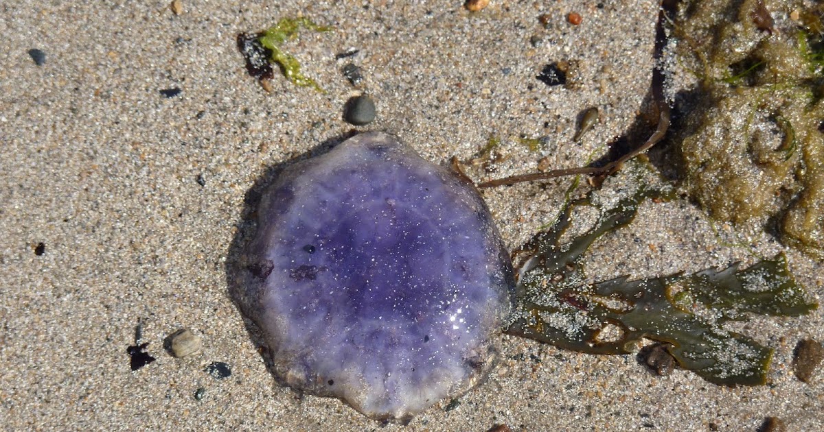 UK Jellyfish | Latest news | Marine Conservation Society