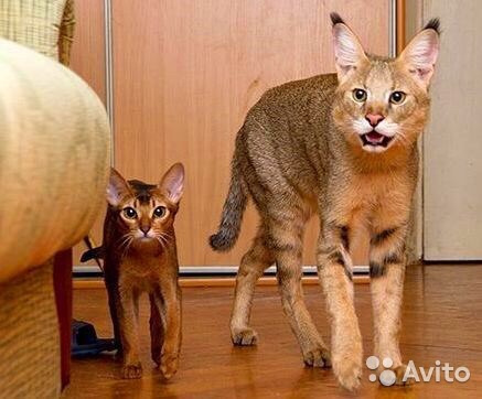 Two Latest Chausie Breed Cat Photo  