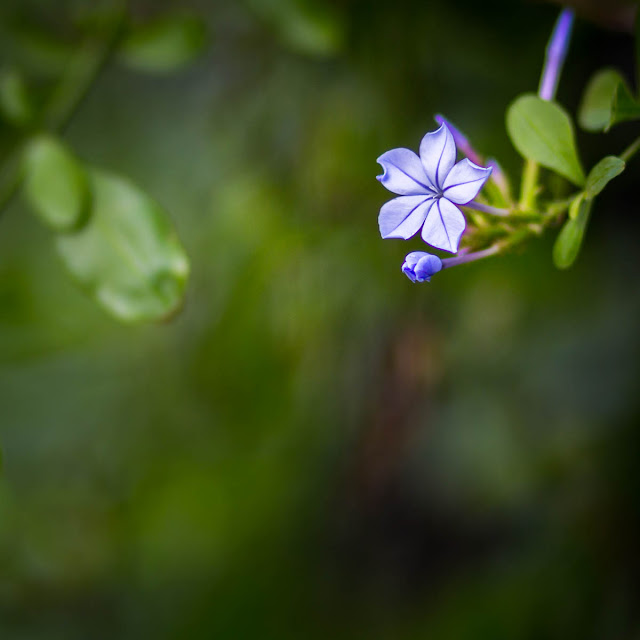 Bokeh. Foto de Carlos Larios