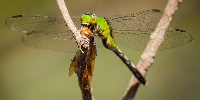 Eastern Pondhawk, LLELA