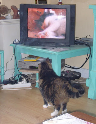 Cat Watching Cat On TV Seen On www.coolpicturegallery.us