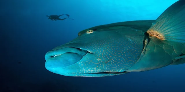 Underwater sea creatures and other animals Wallpapers | SEA LIFE Adventure Backgrounds 