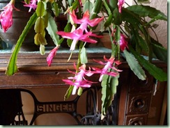ChristmasCactus