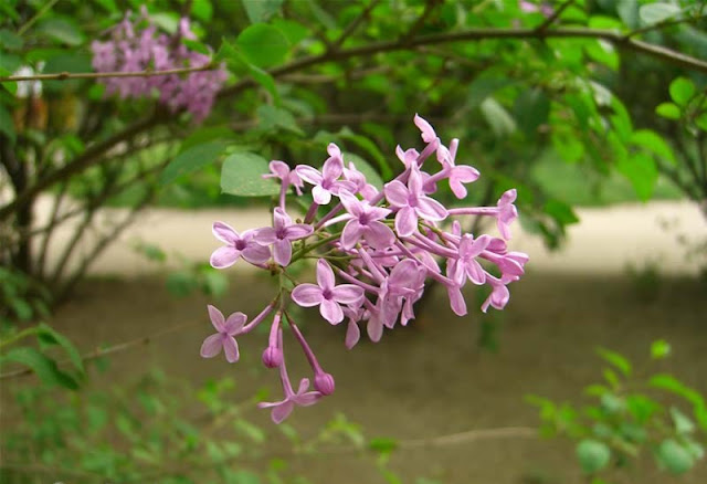 Lilac Flowers Pictures