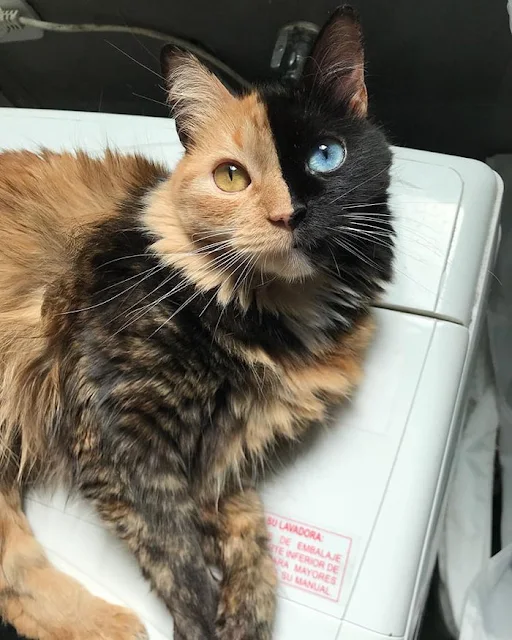 Introducing-Quimera-the-Breathtaking-Feline-with-T͏wo͏-D͏i͏ffe͏r͏e͏n͏t͏-Fa͏c͏e͏s͏-cats-stories