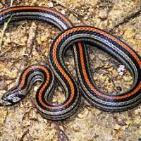 dwarf reed snake pics from ecologyasia com